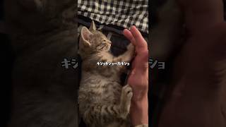 キショいが口癖のネコ