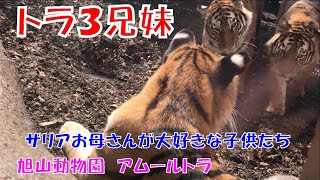 ザリアお母さんが大好きな子供たち（旭山動物園　アムールトラのザリアと３兄妹）~ Children who love Amur tiger moms ~