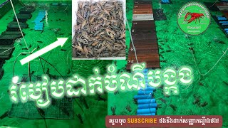 របៀបដាក់ចំណីបង្កង How to feed lobster 🦞☎️085454021