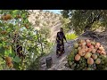 summer in the village.On a hot summer day Narges goes to her father's garden to pick grapes and figs