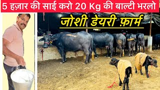 5 हज़ार की साई करो 20 Kg की बाल्टी भरलो | जोशी डेयरी फ़ार्म 98133 62304