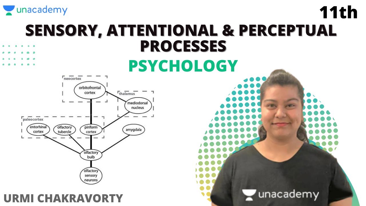 Class 11: Sensory, Attentional And Perceptual Processes | Ch 5 ...