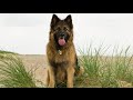 10 Dogs Like German Shepherd