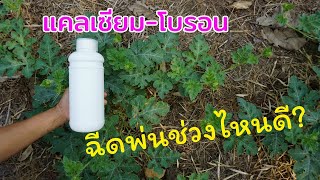 แคลเซียมโบรอนฉีดพ่นช่วงไหนดี? มีคำตอบให้ครับ