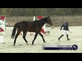 théo de l arnes 14 years old gelding