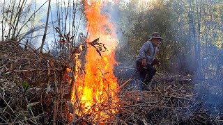 Jhum kheti: Slash and burn cultivation of Arunachal Pradesh || Rak Ramnam, 2nd step in jhum kheti