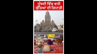 Mumbai ਵਿੱਚ ਵਧੀ ਕੁੱਤਿਆਂ ਦੀ ਗਿਣਤੀ |Stray dog population in Mumbai increased to 1.64 lakh from 95,000