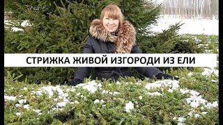 Стрижка живой изгороди из ели электроножницами.