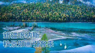 新疆阿勒泰：金秋喀纳斯 天鹅栖居卧龙湾 | 纪录新疆