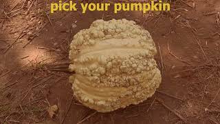 Process Film Carving a Pumpkin  ☆✺✵✦