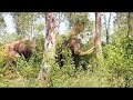 ପୁଣି ଫେରିଲେ ଜଙ୍ଗଲି ହାତୀ ।।wild elephant return odisha viral army keonjhar elephant