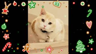 2022年2月22日😸猫の日スペシャル❤️