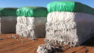 Cotton: From Field to Fabric