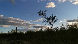 Saguaro National Park巨人柱国家公园