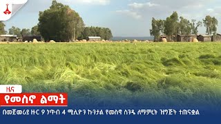 በመጀመሪያ ዙር 9 ነጥብ 4 ሚሊዮን ኩንታል የመስኖ ስንዴ ለማምረት ዝግጅት ተጠናቋል Etv | Ethiopia | News zena