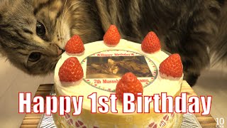 Happy 1st Barthday, Osamu 誕生日をちゃんと祝って欲しい猫♪