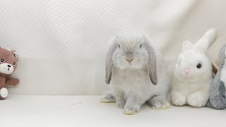 ลูกกระต่าย ฮอลแลนด์ลอปแท้ สีสวย สีอ่อน พร้อมย้ายบ้าน กระต่ายหูตก กระต่ายHL Holland Lop