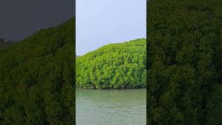 Beauty of mangrove forest Kadalundi, Kerala.  കടലുണ്ടിയിലെ കണ്ടൽകാടുകൾ