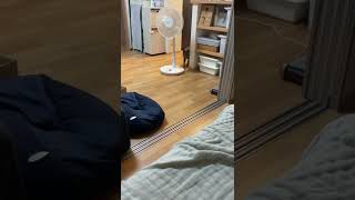 呼んだらしぶしぶ来てくれる猫_20220806 #shorts #cat #ロシアンブルー