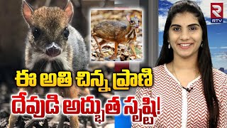 ఈ అతి చిన్న ప్రాణి దేవుడి అద్భుత సృష్టి! | Facts About Mouse Deer |Wild Animal |RTV Daily