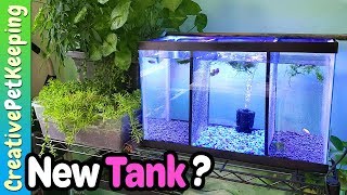 Divided Betta Tanks  🐟❤ Introducing the new 10 gallon female tank!