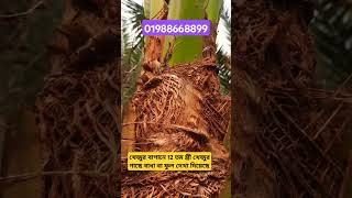 খেজুর বাগানে 12 তম স্ত্রী খেজুর গাছে বাধা বা ফুল দেখা দিয়েছে।01988668899