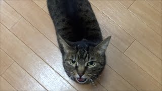 飼い主にキスを求めてくるメス猫がこちらww