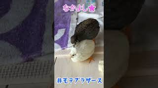 ヒメウズラ  モテなくたって平気な漢たち