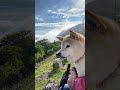 伊吹山ドライブウェイを散策する柴犬マコ