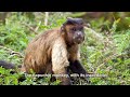 capuchin monkey among the most intelligent of all monkey species