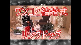 💖サモエドさくら💖ワンコと愉快な結婚式🐶🐕🐩👰💍