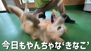 【長崎バイオパーク】猫と犬の遊び方の違いを検証しようとしたらまたあの犬がやらかした笑