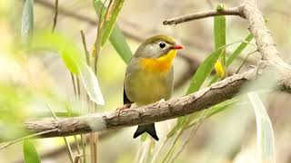 ソウシチョウ（Red-billed Leiothrix：相思鳥)