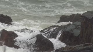 Warming waters affecting marine life in Long Island Sound