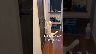 トイレ順番待ちの猫　ハクちゃん