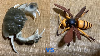 ソデカラッパvsコガタスズメバチ　Sodekarappa vs Little Hornet