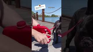 Ultimate Dog Leash - Life Changing Equipment For DOG CARE
