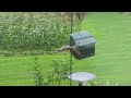 squirrel loses to squirrel-proof bird feeder