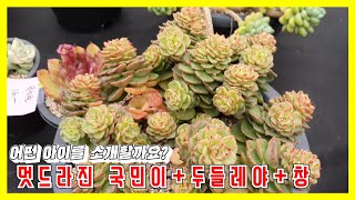 국민이+두들레야(+근사한창) 56종! 다양하게 준비했어요  #전국택배가능 #강남다육 #01048583904 #두들레야 #다육이창