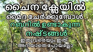 റബറിൽ മൈദയുടെ ഉപയോഗം റബർ പൂർണ്ണമായും നഷ്ടപ്പെടും | Manojnediyackal rubber tapping