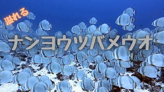 沖縄ダイビング　ナンヨウツバメウオ