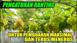 PENGATURAN RANTING UNTUK PEMBUAHAN MAKSIMAL DAN TERUS MENERUS