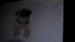 Nintendogs Help and Advice: Basic Trick: Jump Part 1