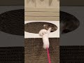 突然電池が切れる猫　 shorts 猫動画