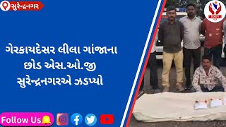 #surendranagar | ગેરકાયદેસર લીલા ગાંજાના છોડ એસ.ઓ.જી સુરેન્દ્રનગર એ ઝડપ્યો | Divyang News |