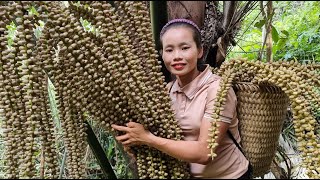 Harvesting rambutan, watermelon, fruit - take care of my animals Lý Thị Sai