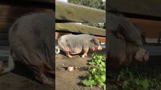 ជ្រូកអ្វី ធំល្អម្ល៉េះ #pig #pigs #2024 #babyanimals #cavy #cuteanimals #batpig