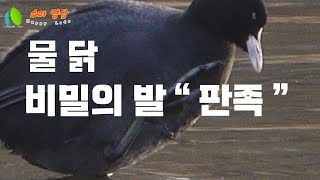 물위를 달리는 물닭의 비밀의 발 \