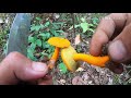 โคตรสวยเลย. เก็บเห็ดก่อแดง เห็ดผึ้ง เห็ดรวมมีแต่ดอกงามๆหมานๆครับ beautiful mushrooms picking.