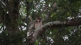 Bubo virginianus - jacurutu / Great horned owl